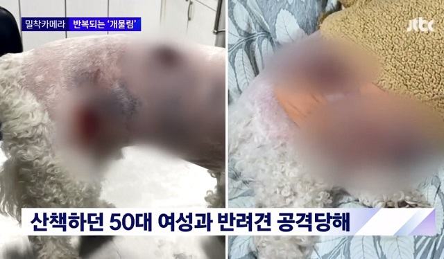 '목줄 없는' 삽살개, 50대女·반려견 물어…악몽이 된 산책