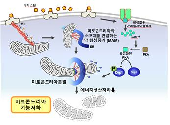 연구 결과를 모식도로 정리한 그림. 고칼로리 식사에 의해서 증가된 리지스틴이 그 수용체인 CAP1과의 상호작용을 통해 미토콘드리아의 구조 변형 및 기능 저하를 유발해 에너지원인 ATP의 생산을 감소시켜 당뇨병을 일으키는 것으로 밝혀졌다. 사진 제공=서울대병원