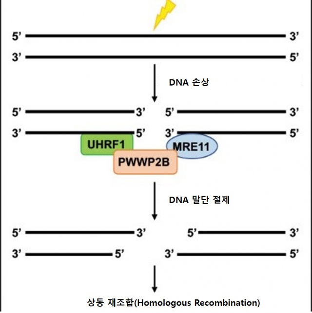 상동재조합 과정에서 PWWP2B의 역할. 사진 제공=한림대성심병원