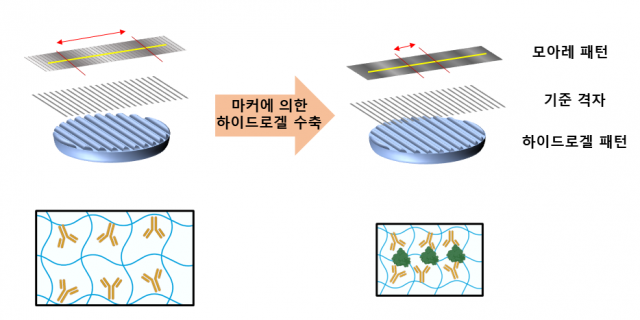 스마트 인공수정체는 타겟 바이오마커와의 반응으로 수축해 좁아진 하이드로겔 패턴을 기준격자와 겹쳤을 때 생성되는 모아레 신호의 변화를 이용하는 원리로 바이오마커를 검출한다. 사진 제공=용인세브란스병원