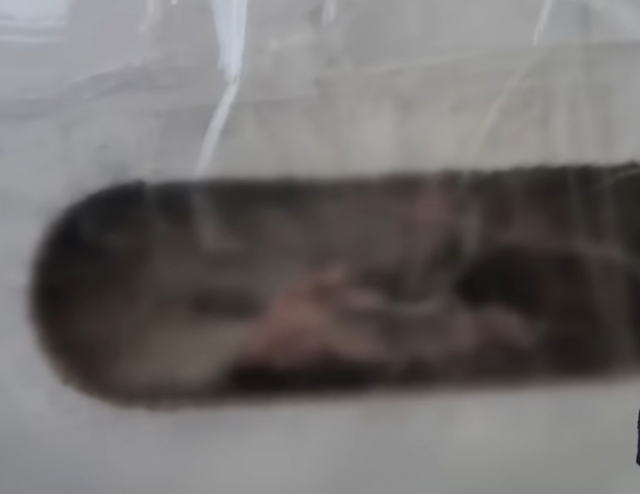 JTBC 프로그램 ‘사건반장’은 6일 김치 박스 속에서 살아있는 쥐가 발견됐다는 한 소비자의 제보를 보도했다. JTBC ‘사건반장’ 캡처