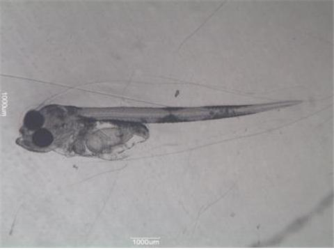 부산시 수산자원연구소가 겨울철 고소득 어종인 대구 자원 회복을 위해 어린 대구 200만 마리를 방류한다. 부화 후 8일된 모습./사진제공=부산시 수산자원연구소