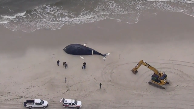 '11m' 혹등고래, 해변서 '쓸쓸한 죽음'…'너무 커서 놀랐다'