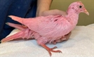미국 뉴욕에서 발견된 분홍색 비둘기. ABC7뉴욕 홈페이지 캡처