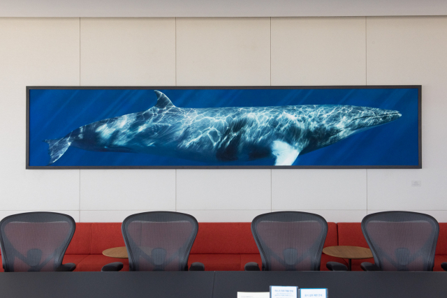 미국 사진작가 브라이언트 오스틴의 ‘아름다운 고래’ 연작 중 ‘밍크고래’가 법무법인 태평양의 26층 대회의실 한쪽 벽면 전체를 차지하고 있다. 사진 제공=닻프레스
