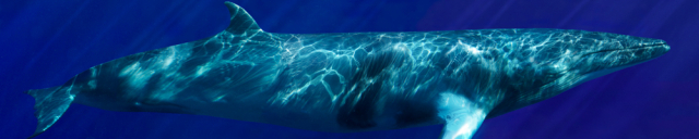 미국 사진작가 브라이언트 오스틴의 ‘아름다운 고래’ 연작 중 ‘밍크고래’가 법무법인 태평양의 26층 대회의실 한쪽 벽면 전체를 차지하고 있다. 사진 제공=닻프레스