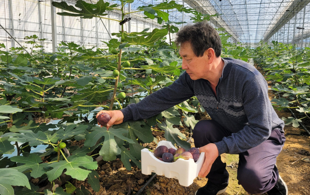 전남 영암군 삼호읍 한 농민이 전남도농업기술원에서 개발한 겨울 무화과를 수확하고 있다. 사진 제공=전남도농업기술원