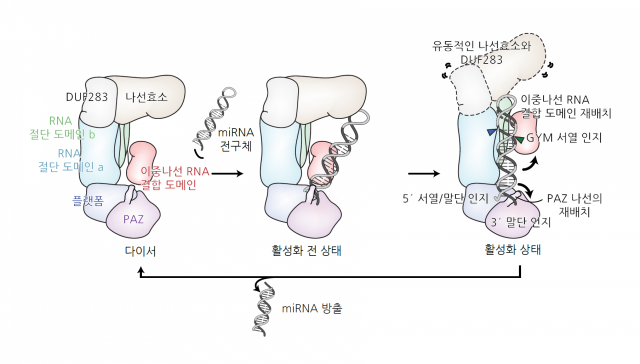 다이서가 마이크로RNA 전구체를 잘라 마이크로RNA를 만드는 과정. 사진 제공=IBS