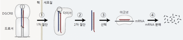 다이서가 마이크로RNA 전구체를 잘라 마이크로RNA를 만드는 과정. 사진 제공=IBS