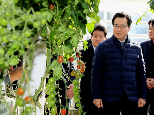 정황근 농림축산식품부 장관이 농업 법인들과 스마트팜 산업 수출 확대를 위한 간담회를 열고 스마트팜에서 재배되는 방울토마토를 살펴보고 있다. 사진 제공=농식품부