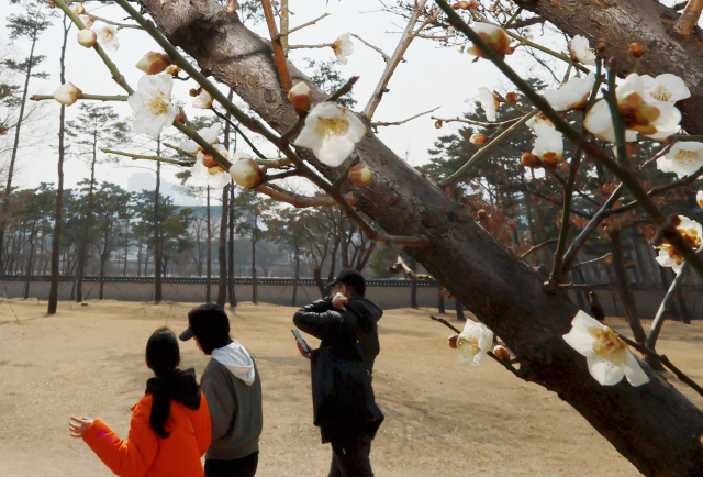 절기상 경칩을 하루 앞두고 포근한 날씨를 보인 5일 서울 종로구 경복궁 매화나무에 꽃이 피어 있다. 연합뉴스