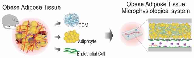 탈세포화된 지방조직을 활용한 지방세포의 배양 플랫폼 구축 및 비만 AT MPS 모델 개발. 제공=UNIST