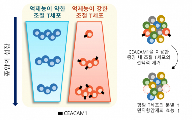 KAIST는 의과학대학원의 박수형·신의철 교수, 삼성서울병원의 서성일·강민용 교수 공동 연구팀이 종양내 ‘조절T세포’의 선택적 제거를 통한 신규 면역 항암 전략을 제시했다고 6일 밝혔다. 사진 제공=KAIST