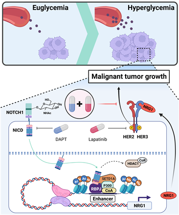 고혈당에 의해 NOTCH 신호전달 체계가 활성화되고, NRG1의 증폭자 영역에 여러 전사인사 조절 인자들이 결합하여 NRG1의 유전자 발현을 유도하게 된다. 이렇게 증가된 NRG1은 HER2-HER3복합 수용체에 작용하여 악의 성장을 촉진시키는데, NOTCH 활성 억제 약물 DAPT와 HER2 표적 치료제인 Lapatinib을 같이 사용하여, 효과적으로 암의 성장을 억제할 수 있다. 모식도=UNIST
