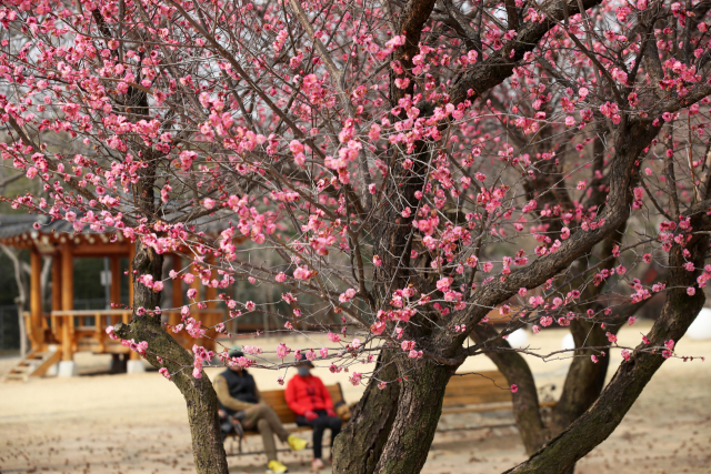 9일 광주 북구 매곡동 국립광주박물관에서 시민들이 만개한 홍매화를 바라보며 봄맞이하고 있다. 연합뉴스