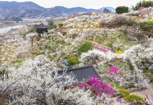 '봄의 전령' 매화·산수유꽃 흐드러진 남도로 이번 주말 떠나볼까