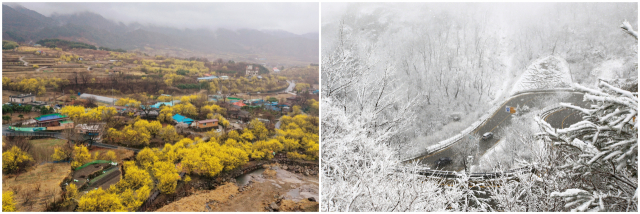 봄비가 내린 12일 전남 구례군 산동면 산수유마을에 노란 산수유꽃이 만개해 있다. 오른쪽 사진은 이날 대설특보 속에 많은 눈이 내린 한계령모습. 연합뉴스