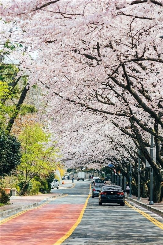 부산 달맞이길 벚꽃 명소. /사진제공=롯데호텔