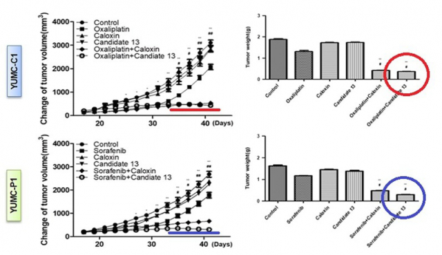 선도물질(candidate 13)을 옥살리플라틴(빨간 표시)과 소라페니브(파란 표시) 와 각각 병용 투여하자 다른 비교군들과는 달리 종양 크기의 성장 속도가 확연히 줄었다. 사진 제공=연세의료원