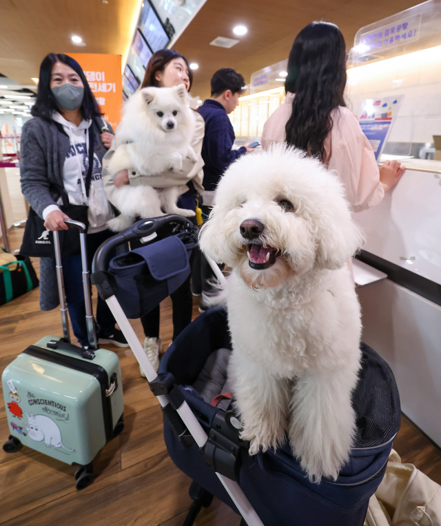 제주도 반려동물 동반 전세기 여행 상품 운항을 시작한 16일 오전 서울 김포공항에서 탑승객이 강아지와 함께 탑승 수속을 밟고 있다. 반려동물 여행 플랫폼 '반려생활'은 김포와 제주를 왕복하는 2박3일 일정으로, 연말까지 월 1회씩 총 10회 운영하는 '댕댕이 제주 전세기' 상품을 출시하고 이날부터 운항 시작했다. 권욱 기자 2023.3.16