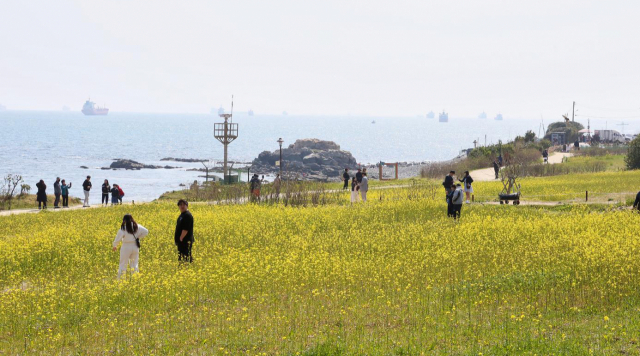 울산 동구 해안 둘레길에 핀 유채꽃. 사진제공=울산시