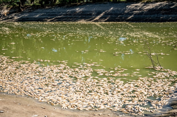계속되는 불볕더위…수백만 마리 물고기 시체가 강을 덮었다