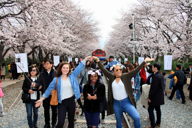 전국 최대 벚꽃 축제 '진해군항제' 24일 개막