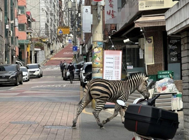 서울어린이대공원서 탈출한 얼룩말이 23일 구의동 주택가를 활보하고 있다. 연합뉴스