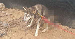 유기견에 화살 쏴 관통…7개월 만에 범인 붙잡으니