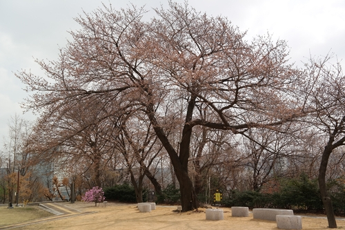 25일 개화한 서울 종로구 서울기상관측소 왕벚나무. 사진제공=기상청