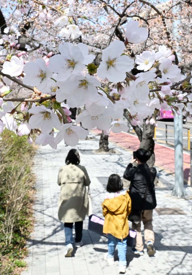 26일 서울 여의도 윤중로 일대에 벚꽃이 피어 있다. 기상청은 25일 서울에 벚꽃이 개화했다고 고밝혔다. 올해는 3월 24일에 벚꽃이 개화한 2021년에 뒤이어 서울에서 벚꽃 개화를 관측하기 시작한 1922년 이후 두 번째로 일찍 서울에 벚꽃이 핀 해로 기록됐다. 권욱 기자 2023.03.26