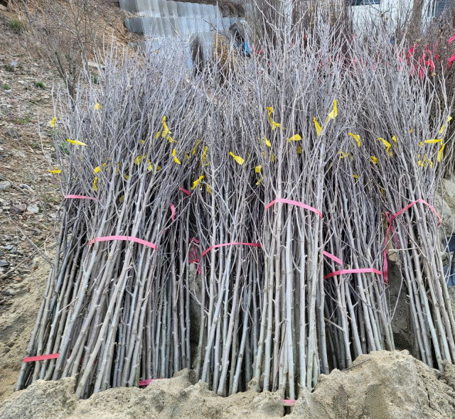 산림청은 LG상록재단과 전국 423개 초·중·고등학교에 무궁화나무 2018그루를 무상으로 보급한다. 사진제공=산림청