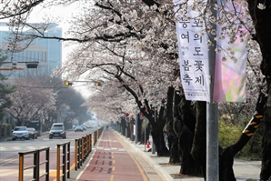여의도 벚꽃길, 4월 1일부터 열흘간 교통 통제
