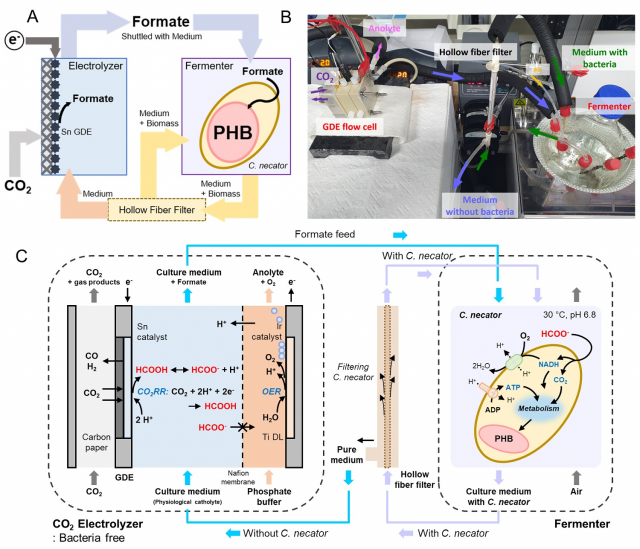 KAIST 생명화학공학과 이현주 교수와 이상엽 특훈교수 공동연구팀이 이산화탄소에서 바이오플라스틱을 생산한 전기화학-바이오 하이브리드 시스템 모식도. 사진제공=KAIST