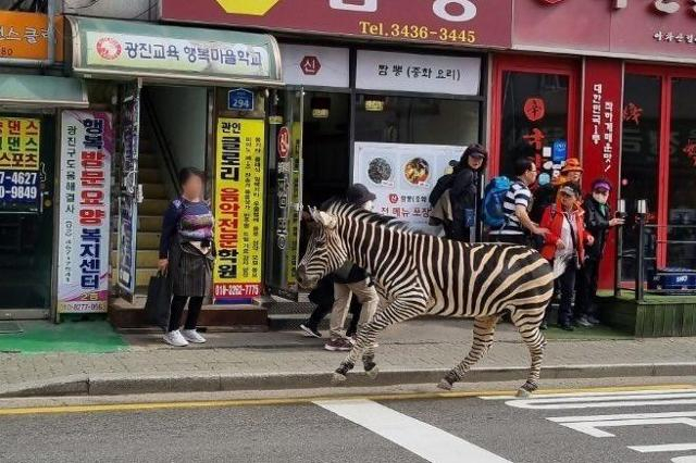 '생포' 얼룩말 세로·'사살' 퓨마 뽀롱이…동물원, 괜찮나요? [이슈, 풀어주리]