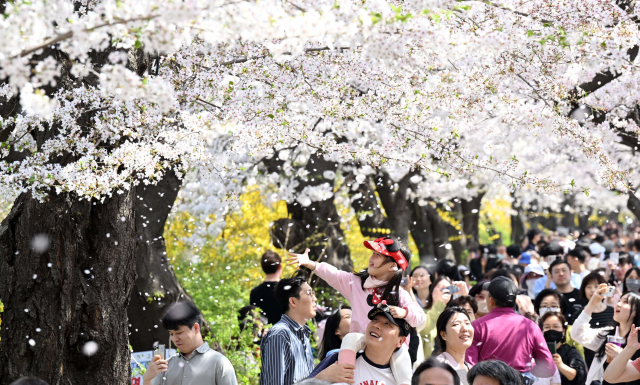 2일 여의도 벚꽃축제를 찾은 한 가족이 활짝 핀 벚꽃을 바라보고 있다. 권욱 기자