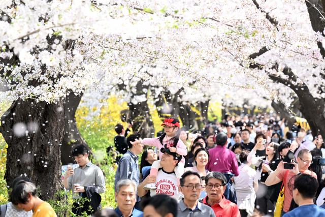 2일 여의도 벚꽃축제를 찾은 한 가족이 활짝 핀 벚꽃을 바라보고 있다. 권욱 기자