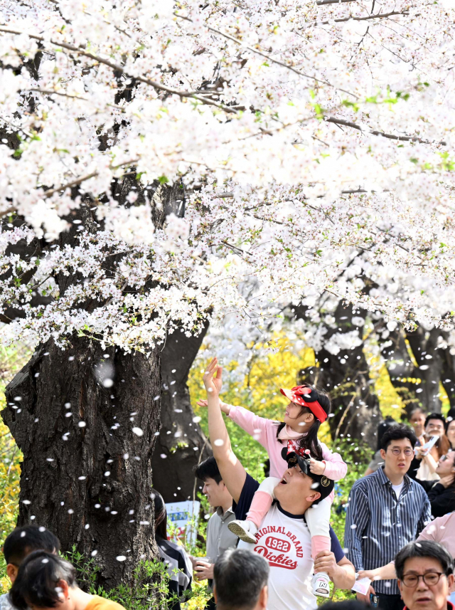 2일 여의도 벚꽃축제를 찾은 한 가족이 활짝 핀 벚꽃을 바라보고 있다. 권욱 기자