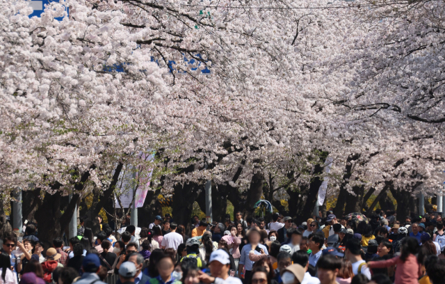 2일 오후 서울 여의도 윤중로를 찾은 시민들이 벚꽃 나들이를 즐기고 있다. 연합뉴스
