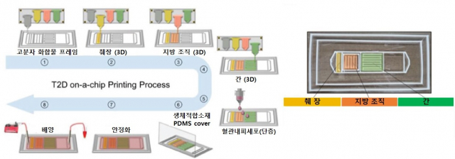 3D 바이오 프린팅을 활용한 제2형 당뇨병 모사 다기관 칩 제작 과정. 사진 제공=은평성모병원