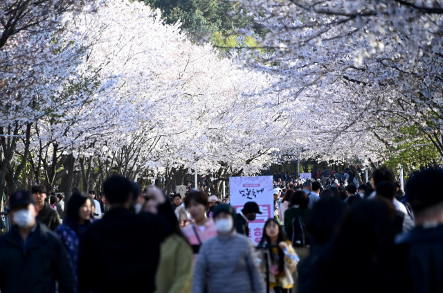 인천대공원 벗꽃 축제 장면. 사진제공=인천시