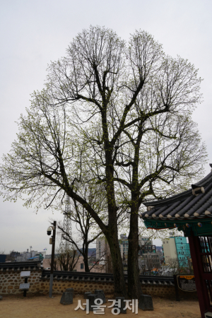 강화읍교회 내부에 있는 보리수나무.