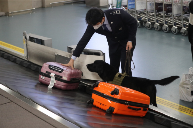 김해공항 소속 마약탐지견 알렉산더가 수화물을 탐지하고 있다. 부산=연합뉴스