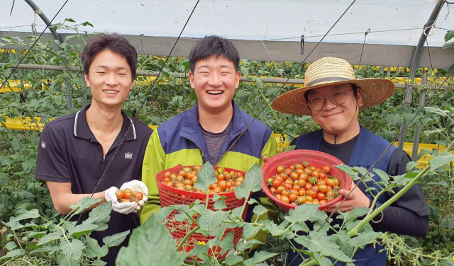 쿠팡이 23일까지 위기에 처한 농가를 위해 토마토 400여t을 매입하기로 한 가운데 충남 논산의 한 토마토 납품업체 직원들이 수확물을 들고 웃고 있다./사진 제공=쿠팡