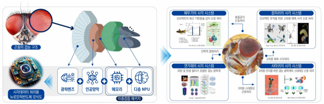 슈퍼비전 AI를 위한 겹눈모방 뉴로모픽 반도체 구조도. 사진 제공=광주과학기술원