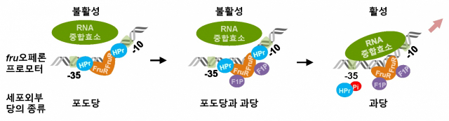 비브리오 콜레라균 과당 수송 단백질 발현 활성화 모식도. 사진제공=한국원자력연구원