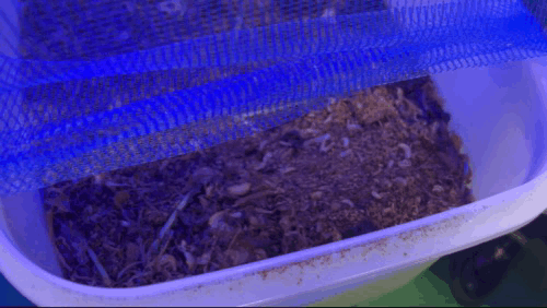 지엘플러스 음식물처리기의 부산물에서 자라고 있는 애벌레. 박정현 기자