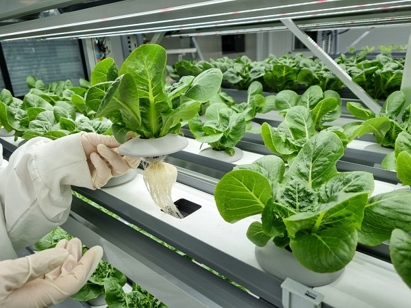 사진 설명. 성보화학은 지난 2020년 농업회사법인 위드아그로를 설립하고 성보화학 본사에 약 60평 규모의 식물공장(plant factory)을 구축하며 스마트팜 시장에 진출했다.