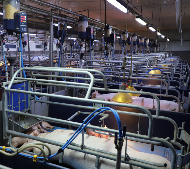 CJ피드앤케어 곡성 자체 돼지농가에 설치된 사료 자동급이기. /사진 제공=CJ제일제당