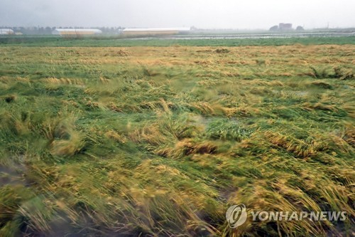 (장흥=연합뉴스) 제주와 남부지방에 폭우가 내린 5일 전남 장흥군 대덕읍 농경지에서 작물이 강한 바람에 쓰러져 있다. 전남도는 도내 농경지 약 175㏊에서 침수, 약 525㏊에서 작물 쓰러짐이 발생한 것으로 잠정 집계했고, 피해 규모는 더 커질 것으로 보고 있다. 2023.5.5 [독자 제공. 재판매 및 DB 금지] hs@yna.co.kr